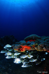 Palitoa Canarian Palythoa caribearoum, encrusting coral t... by Hugo Masaryk Parra Luis 